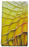 giallo.JPG (2498285 byte)